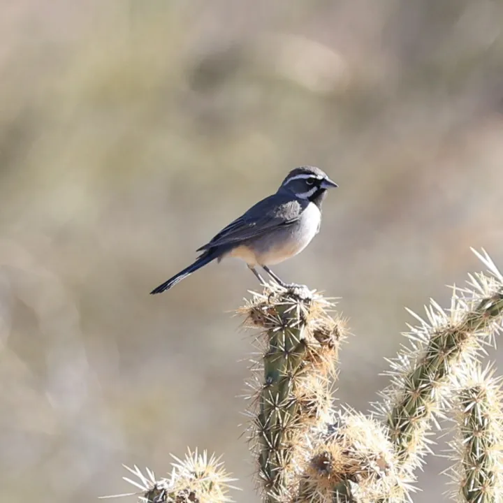 Black-throated Sparrow