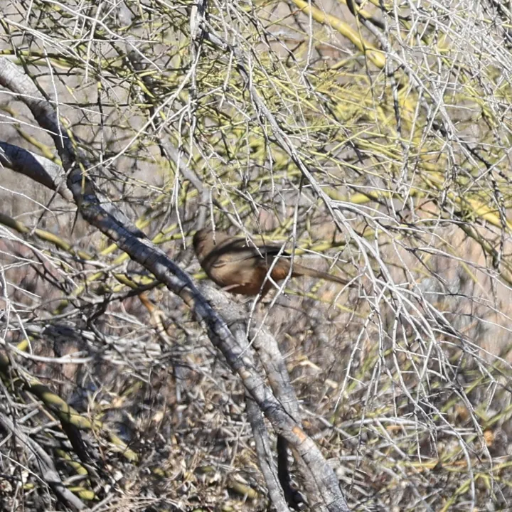 Abert's Towhee