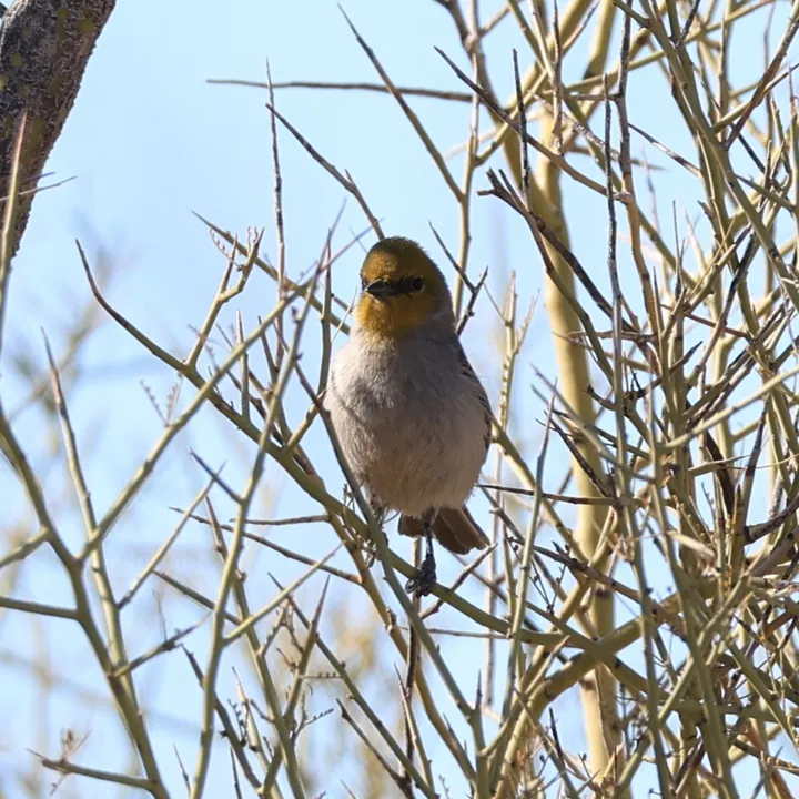 Verdin