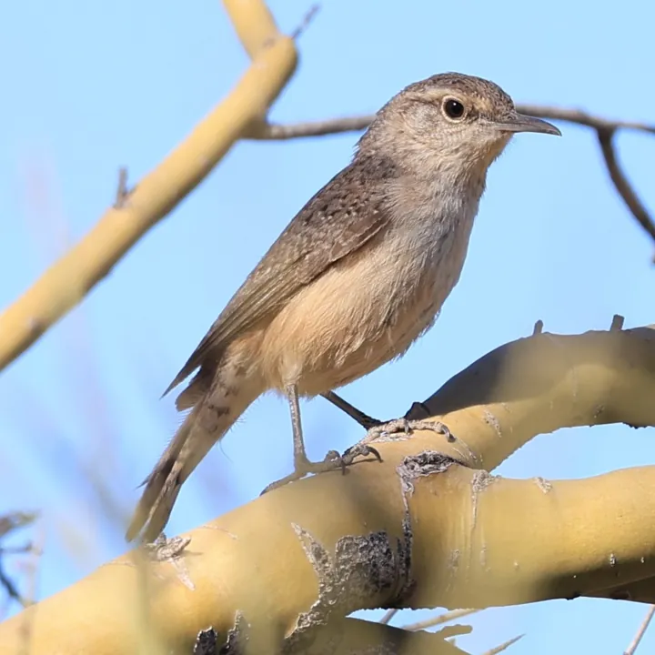 Rock Wren