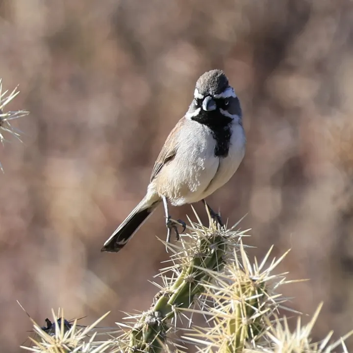 Black-throated Sparrow