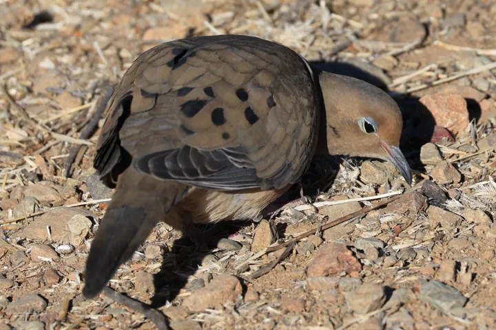 Mourning Dove