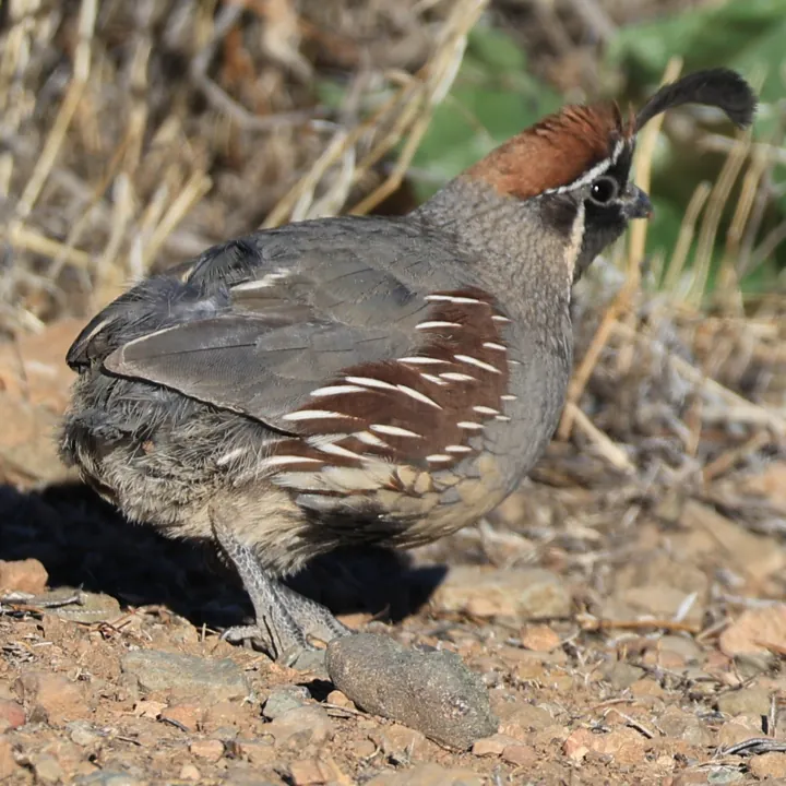 Gambel's Quail