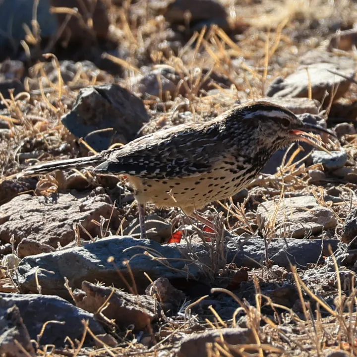 Cactus Wren