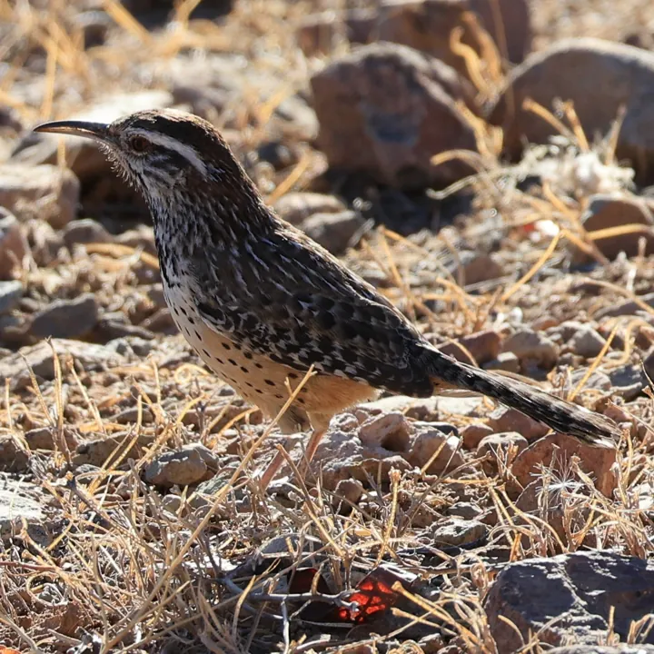 Cactus Wren