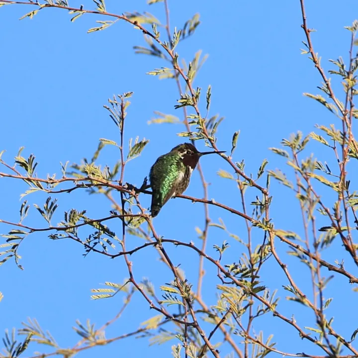 Anna's Hummingbird
