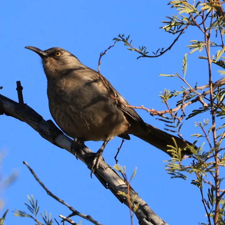 Curve-billed Thrasher