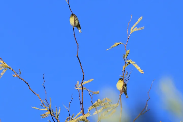 Lesser Goldfinch