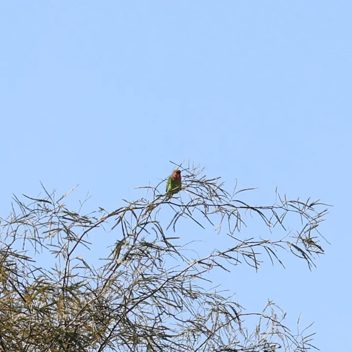 Rosy-faced Lovebird
