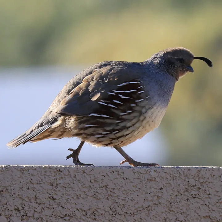 Gambel's Quail