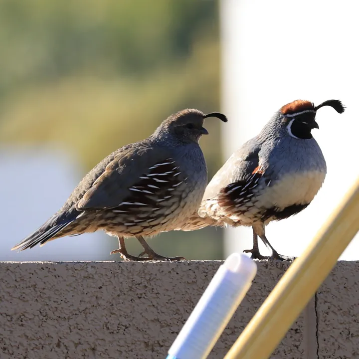 Gambel's Quail