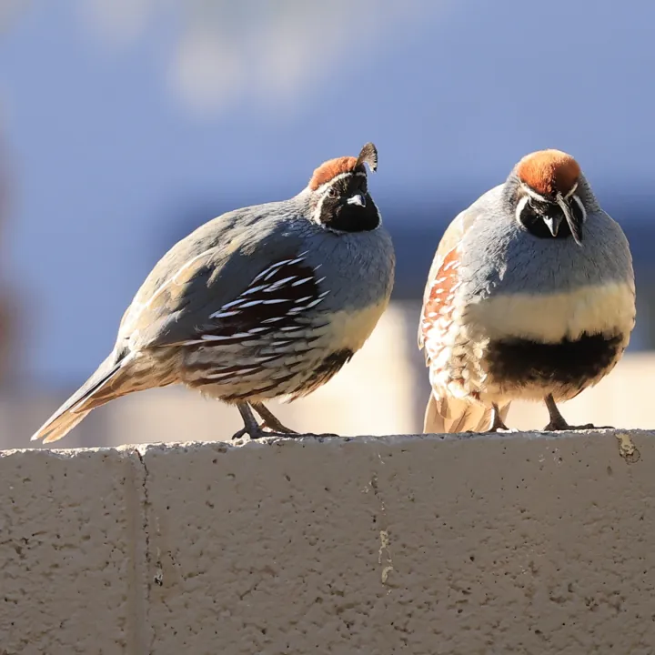 Gambel's Quail