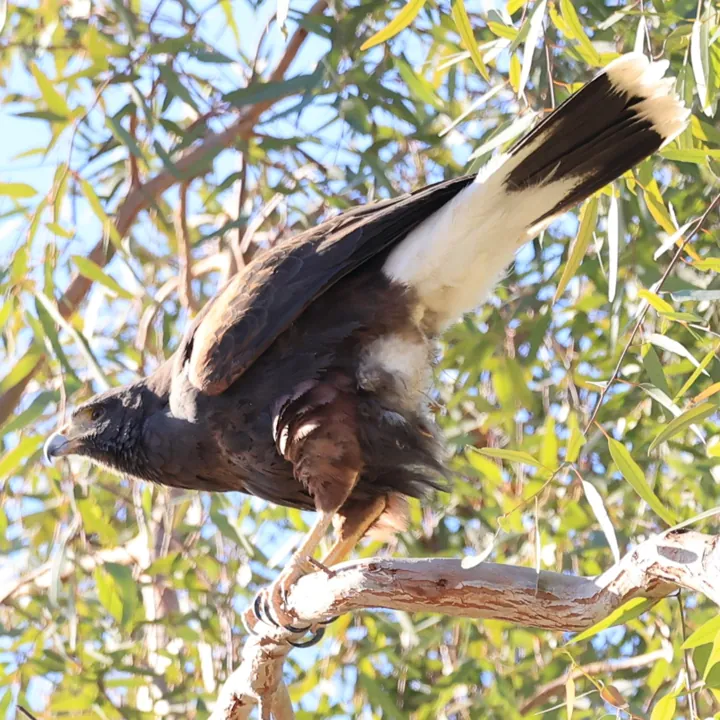 Harris's Hawk