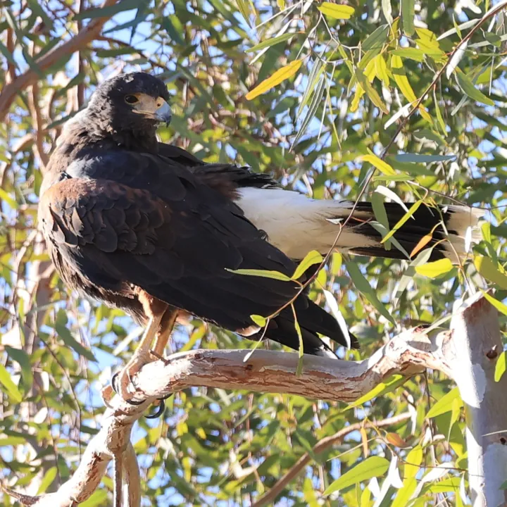 Harris's Hawk