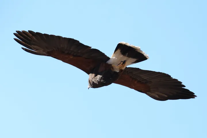 Harris's Hawk
