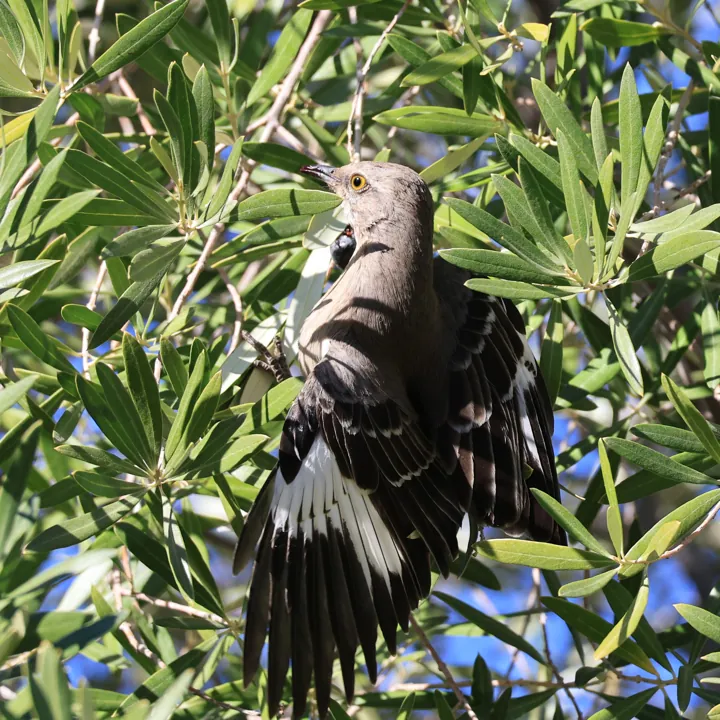 Northern Mockingbird