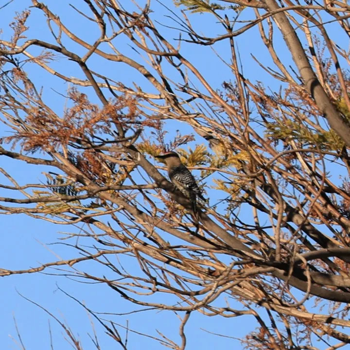 Gila Woodpecker