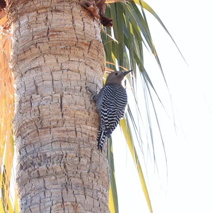 Gila Woodpecker