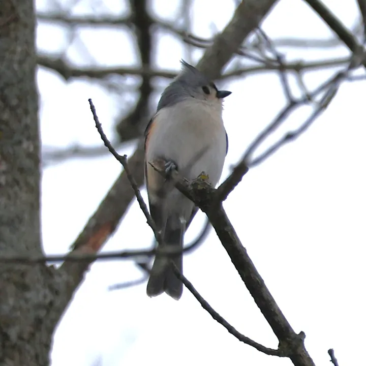 Tufted Titmouse