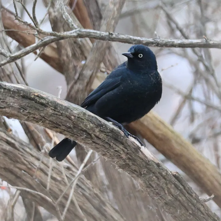 Rusty Blackbird
