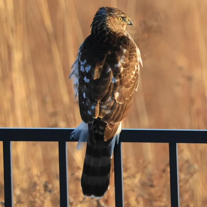 Cooper's Hawk