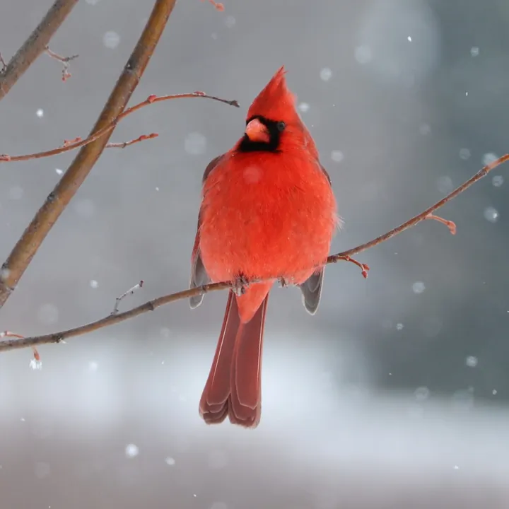 Northern Cardinal
