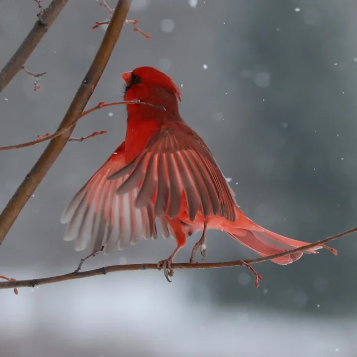 Northern Cardinal