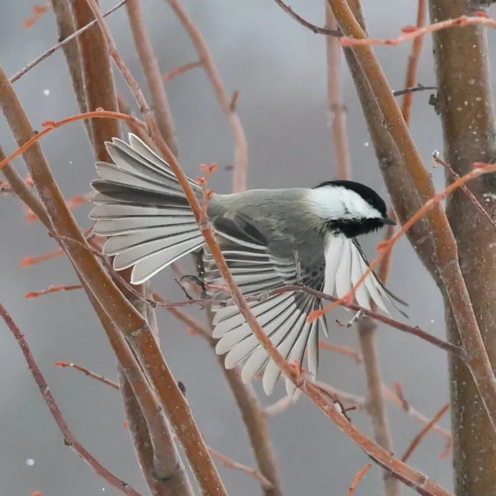 Black-capped Chickadee