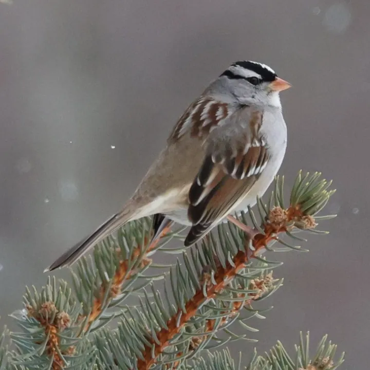 White-crowned Sparrow