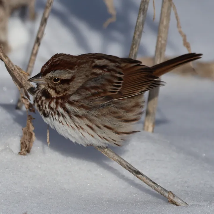 Song Sparrow
