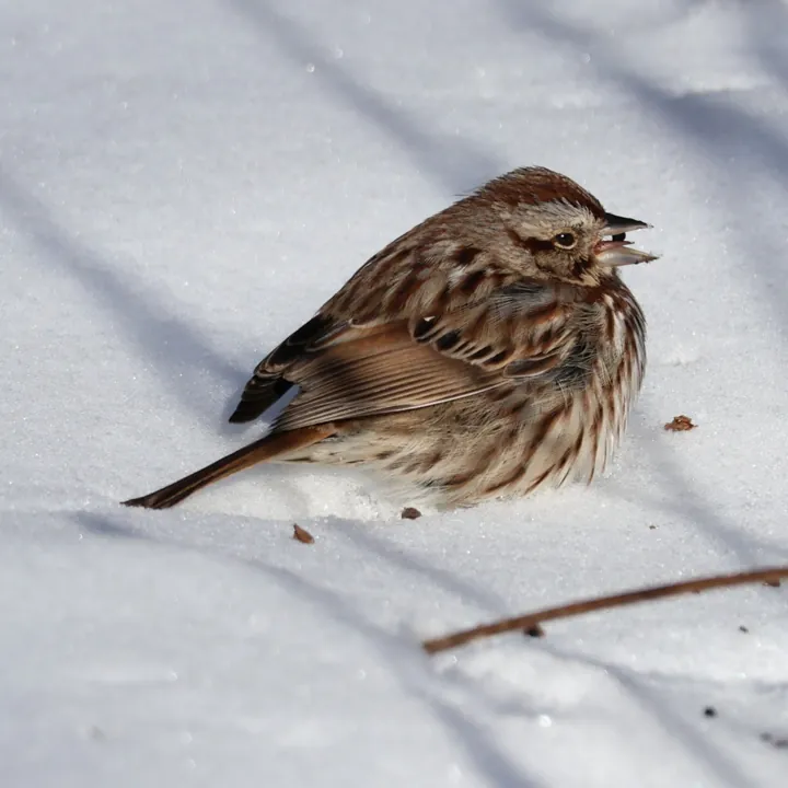 Song Sparrow
