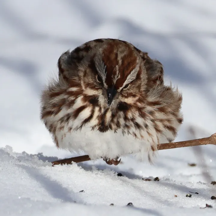 Song Sparrow