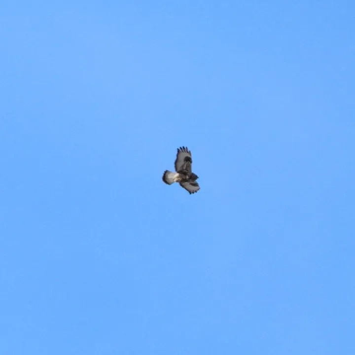Rough-legged Hawk