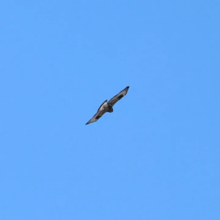 Rough-legged Hawk