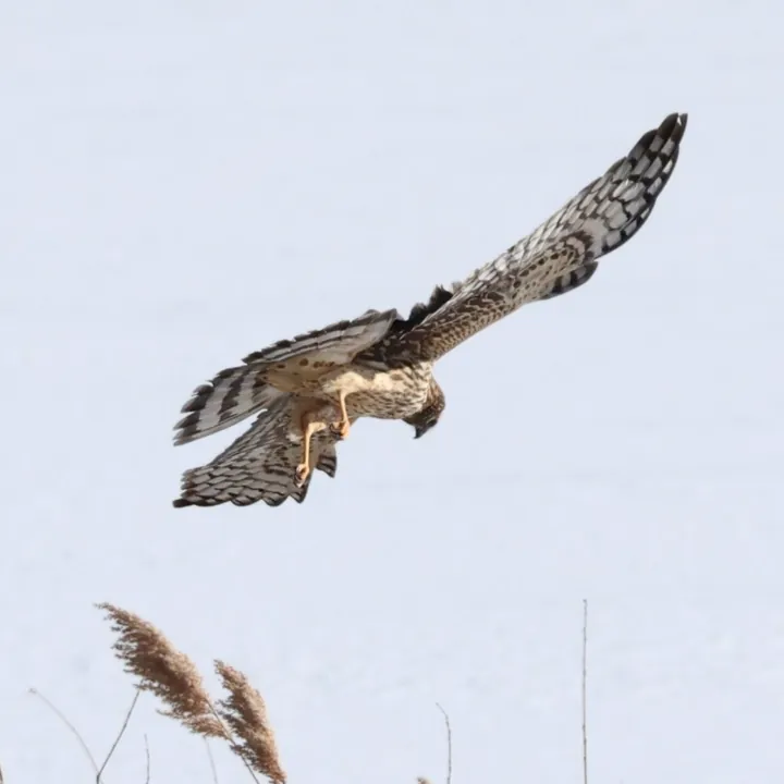 Northern Harrier