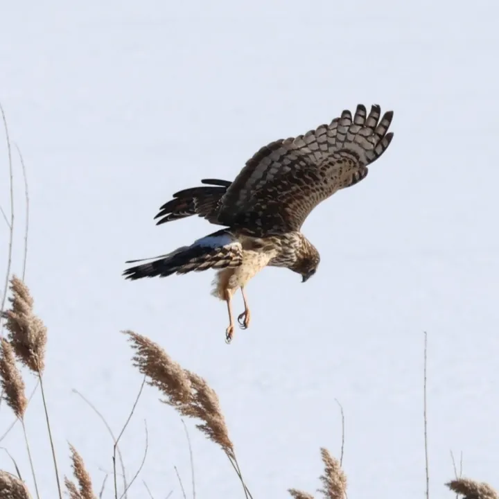 Northern Harrier