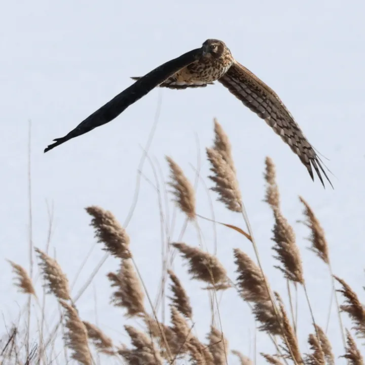 Northern Harrier