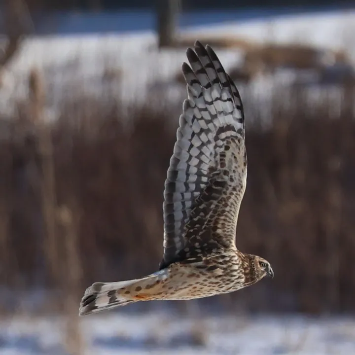 Northern Harrier