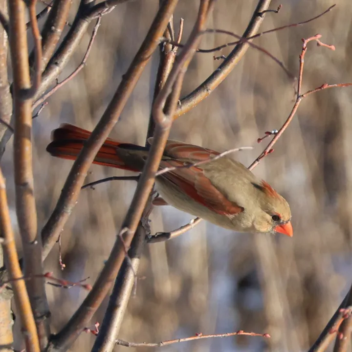 Northern Cardinal
