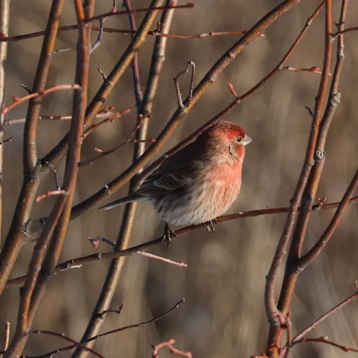 House Finch