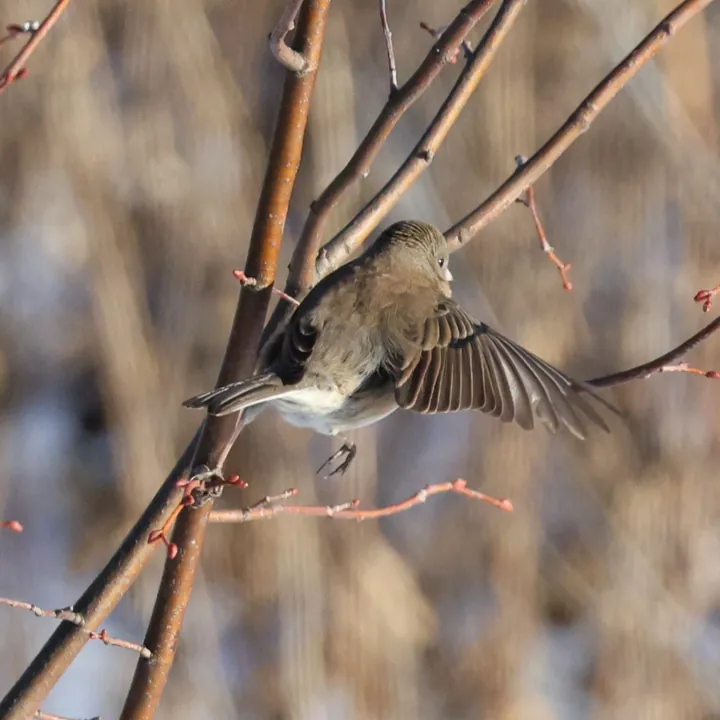 Dark-eyed Junco