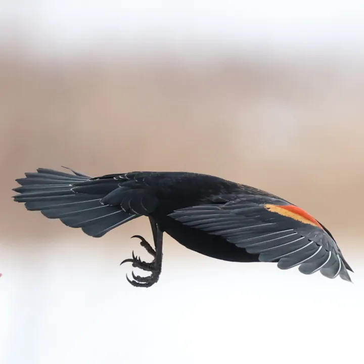 Red-winged Blackbird