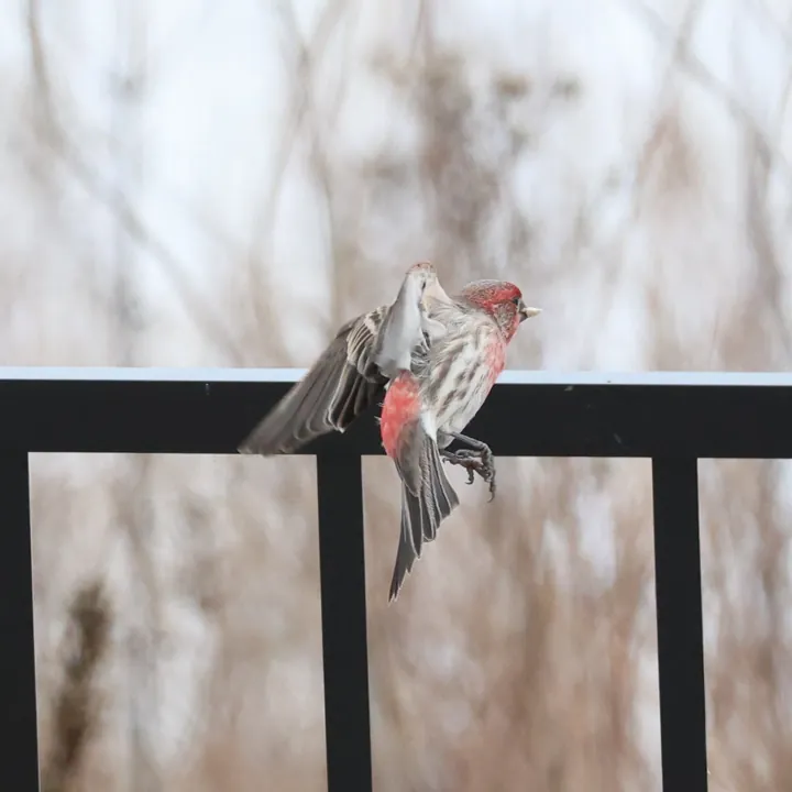 House Finch