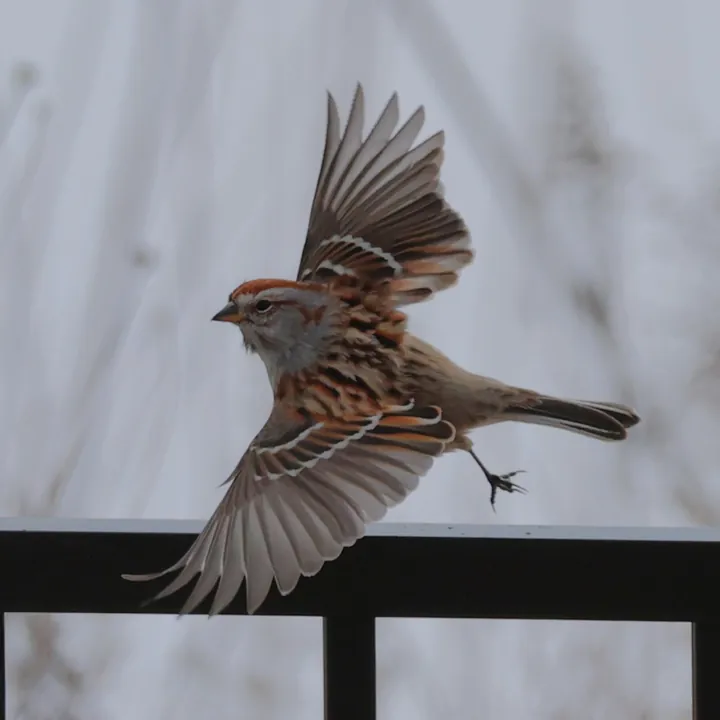 American Tree Sparrow