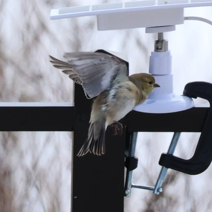 American Goldfinch