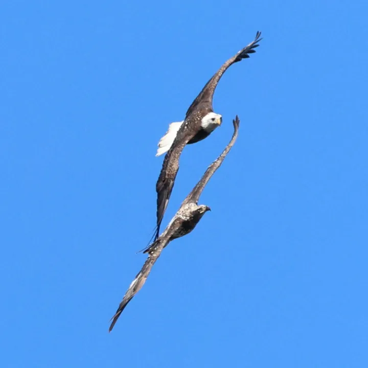 Bald Eagle