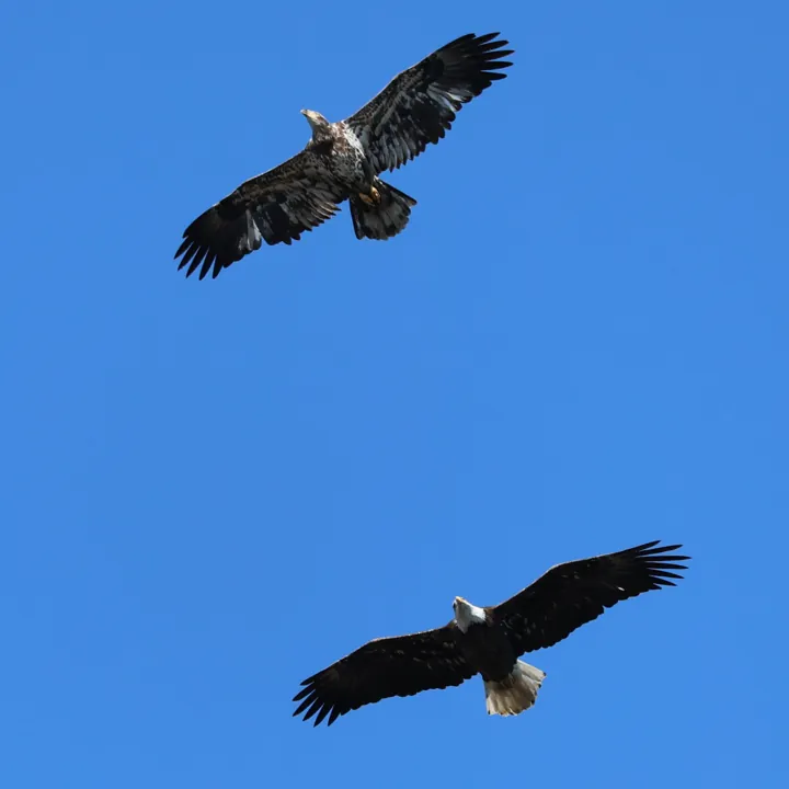 Bald Eagle