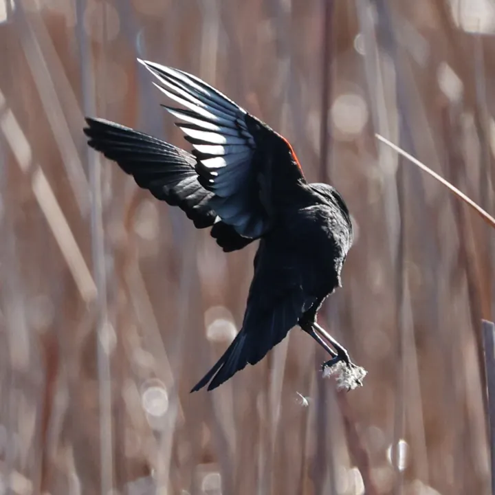 Red-winged Blackbird