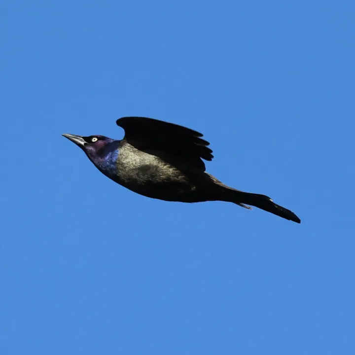 Common Grackle
