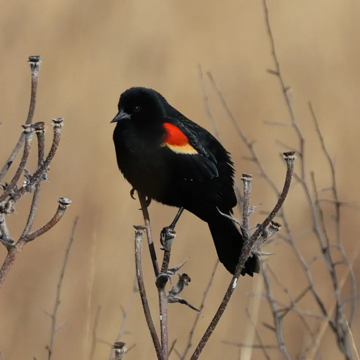 Red-winged Blackbird